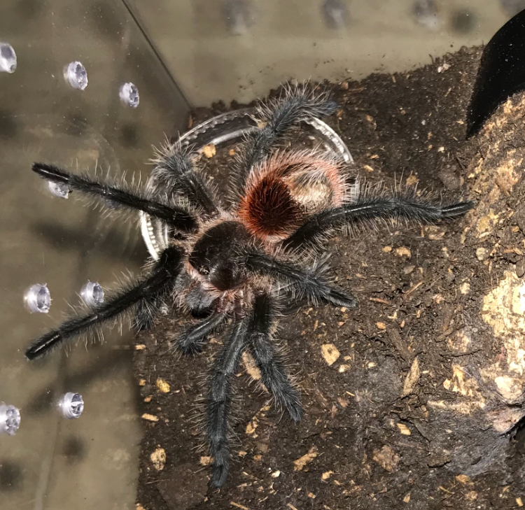 Grammostola actaeon