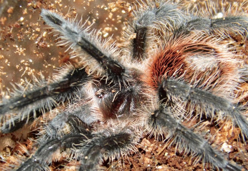 Grammostola actaeon