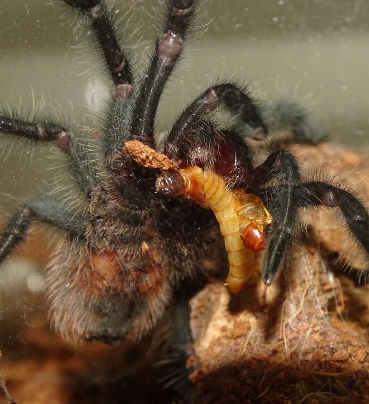 Grammostola actaeon