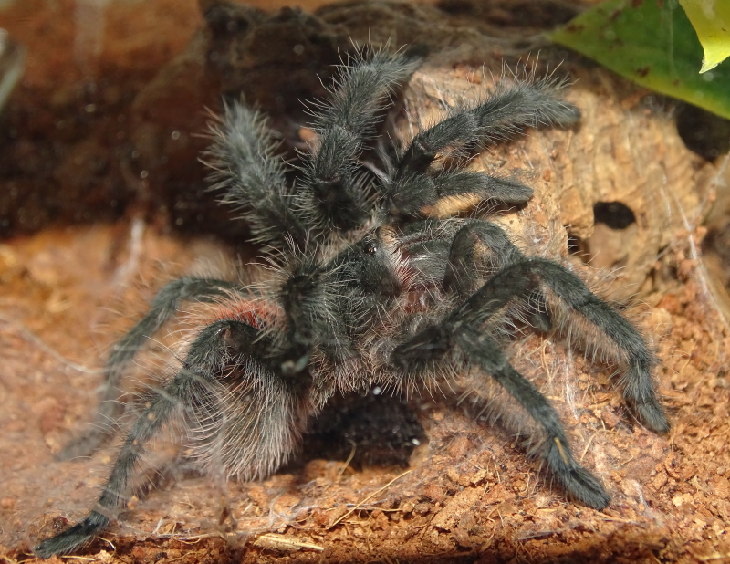 Grammostola actaeon