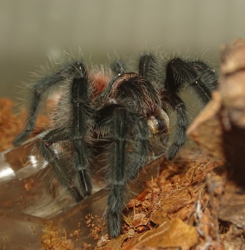 Grammostola actaeon