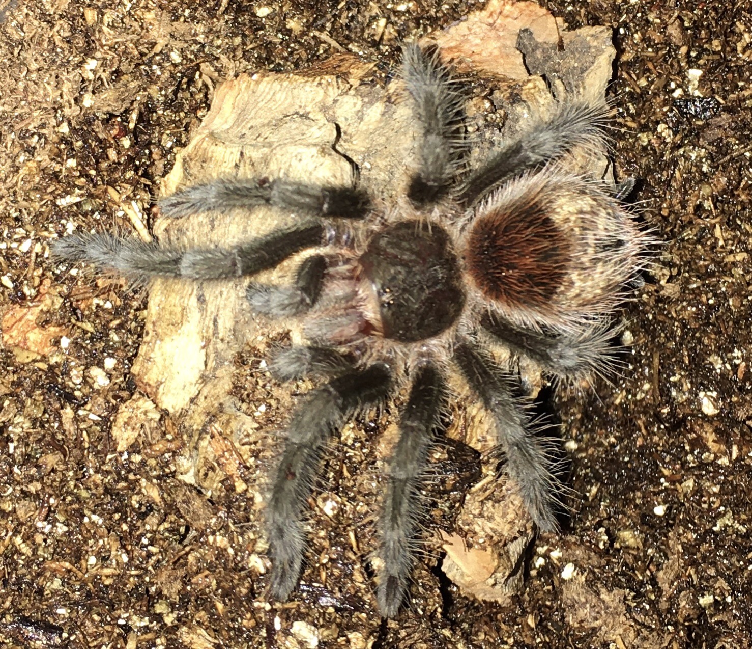 Grammostola actaeon | Arachnoboards