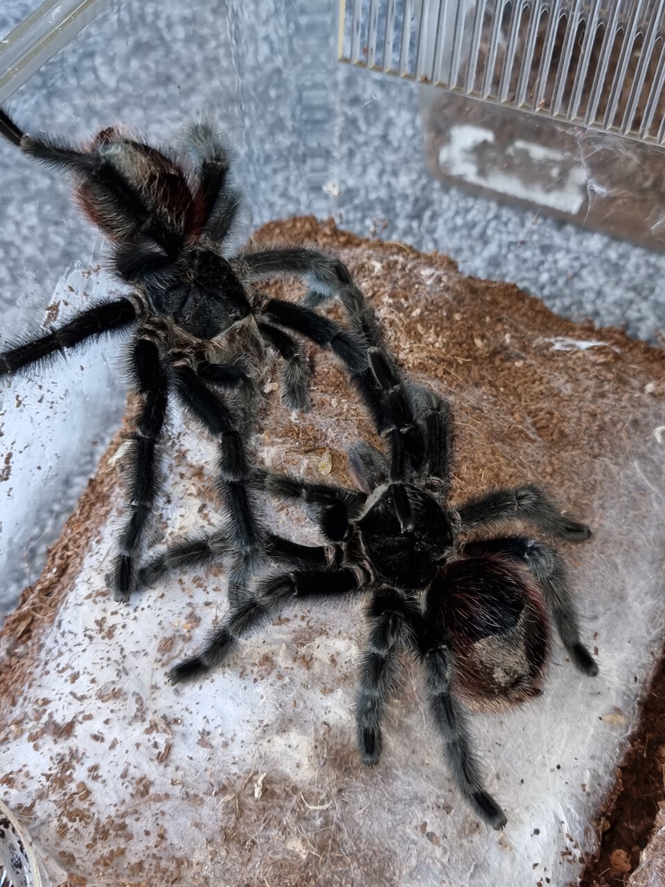 Grammostola actaeon