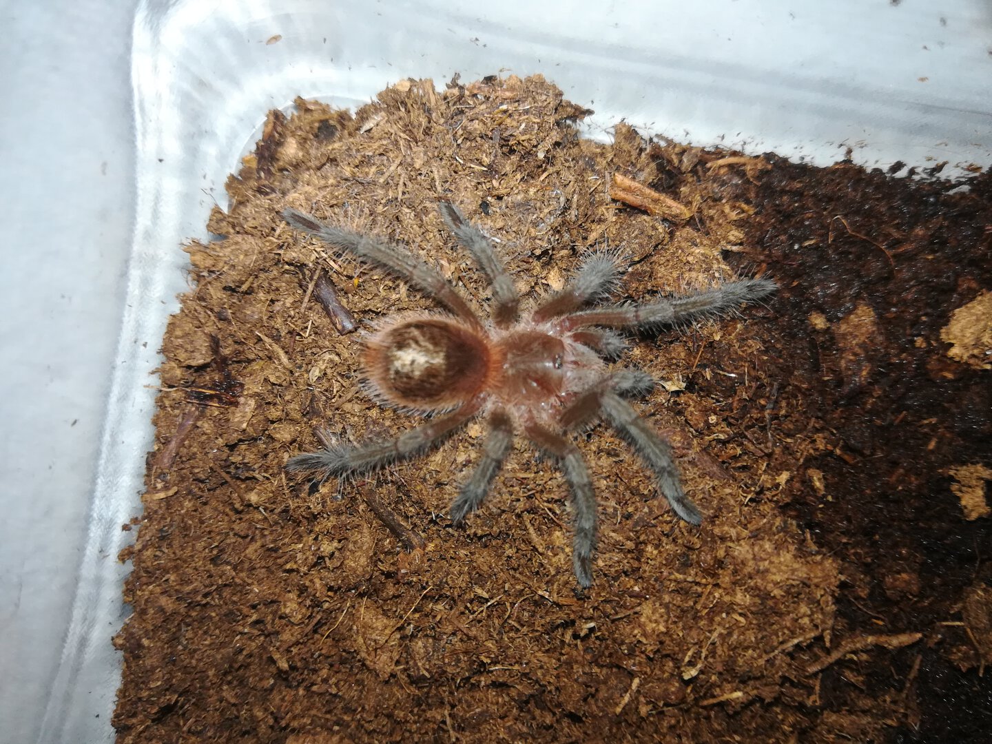 Grammostola acteon