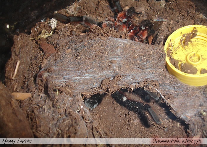 Grammostola alticeps