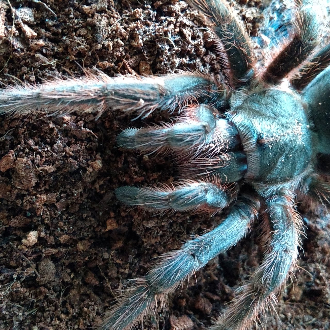 Grammostola anthracina