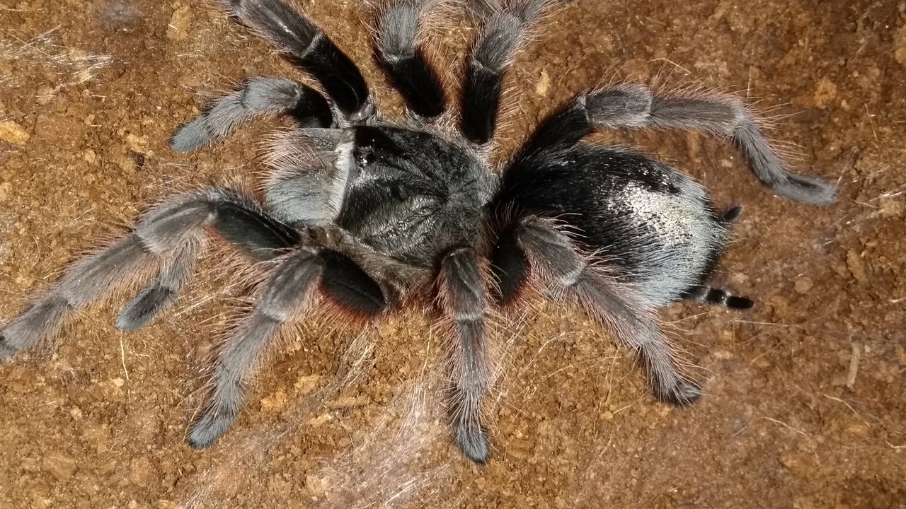 Grammostola anthracina