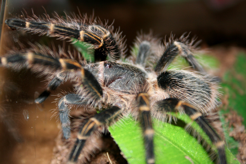 Grammostola aureostriata 0.1