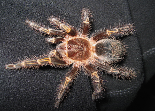 Grammostola aureostriata 2.5"