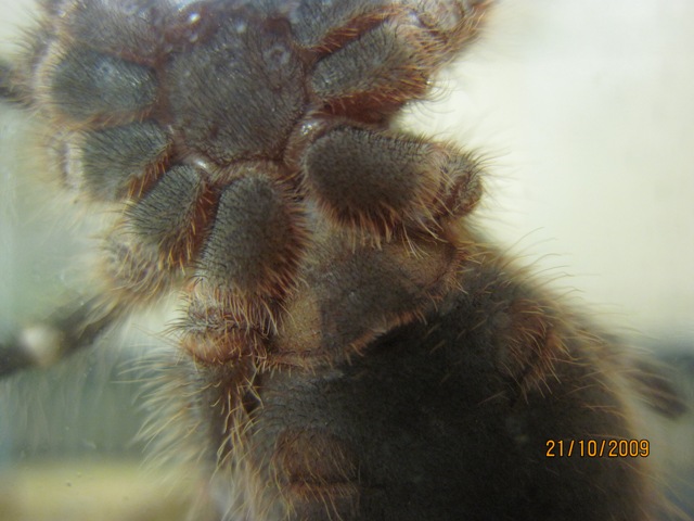 Grammostola aureostriata M/F