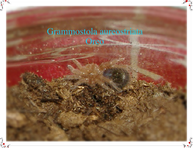 Grammostola aureostriata-Oréo