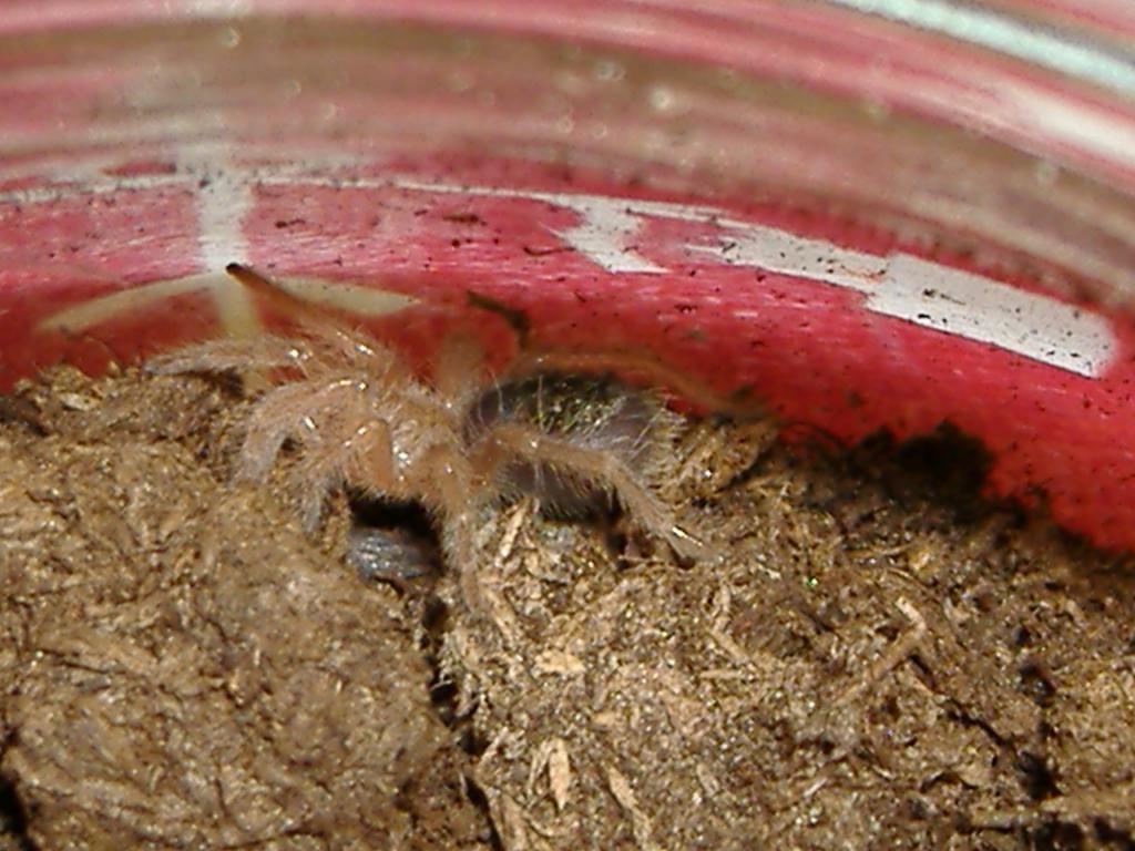 Grammostola aureostriata-Oréo