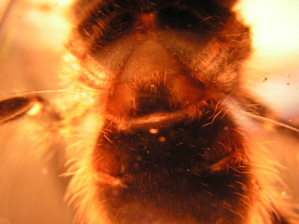 Grammostola aureostriata pic2
