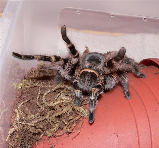 Grammostola aureostriata