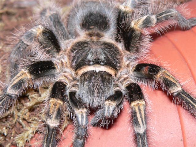 Grammostola aureostriata