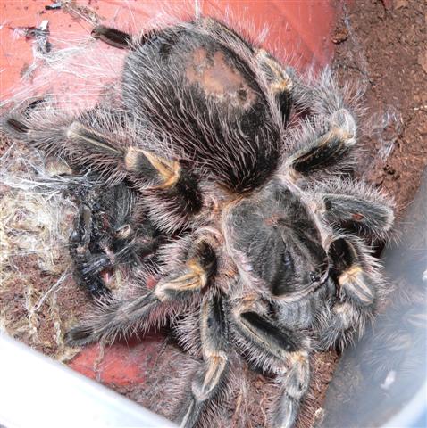 Grammostola aureostriata