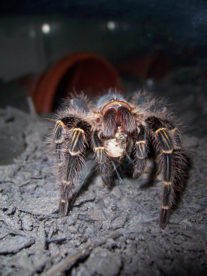 Grammostola aureostriata