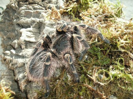 Grammostola Aureostriata