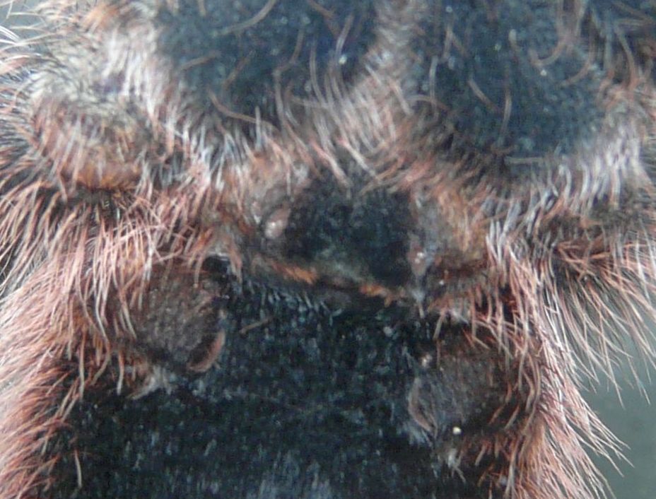 Grammostola Aureostriata