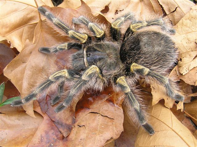 Grammostola aureostriata