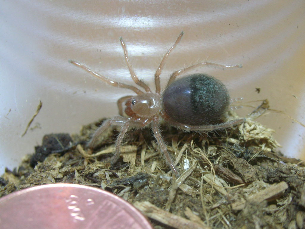 Grammostola aureostriata