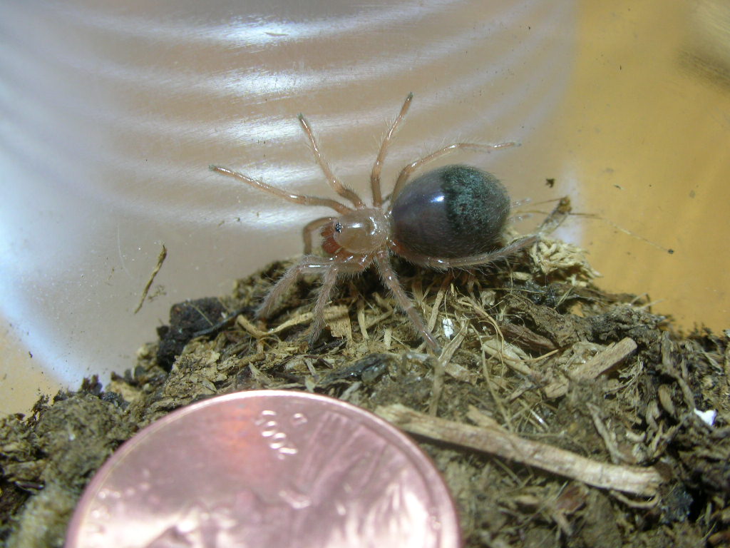 Grammostola aureostriata