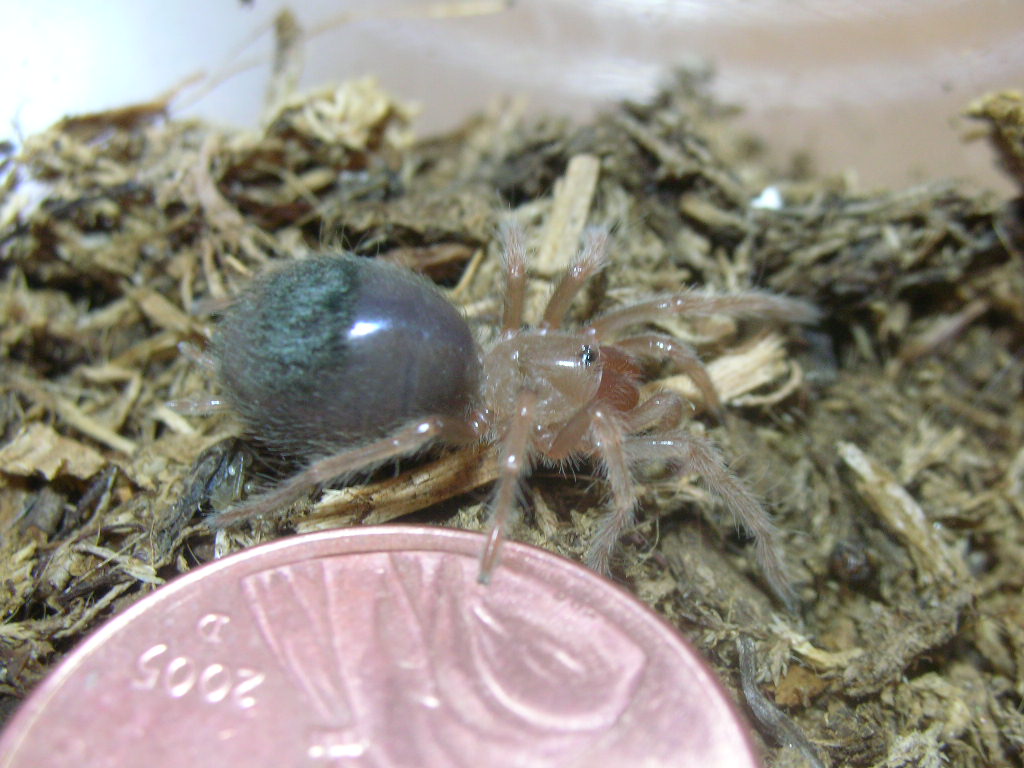 Grammostola aureostriata