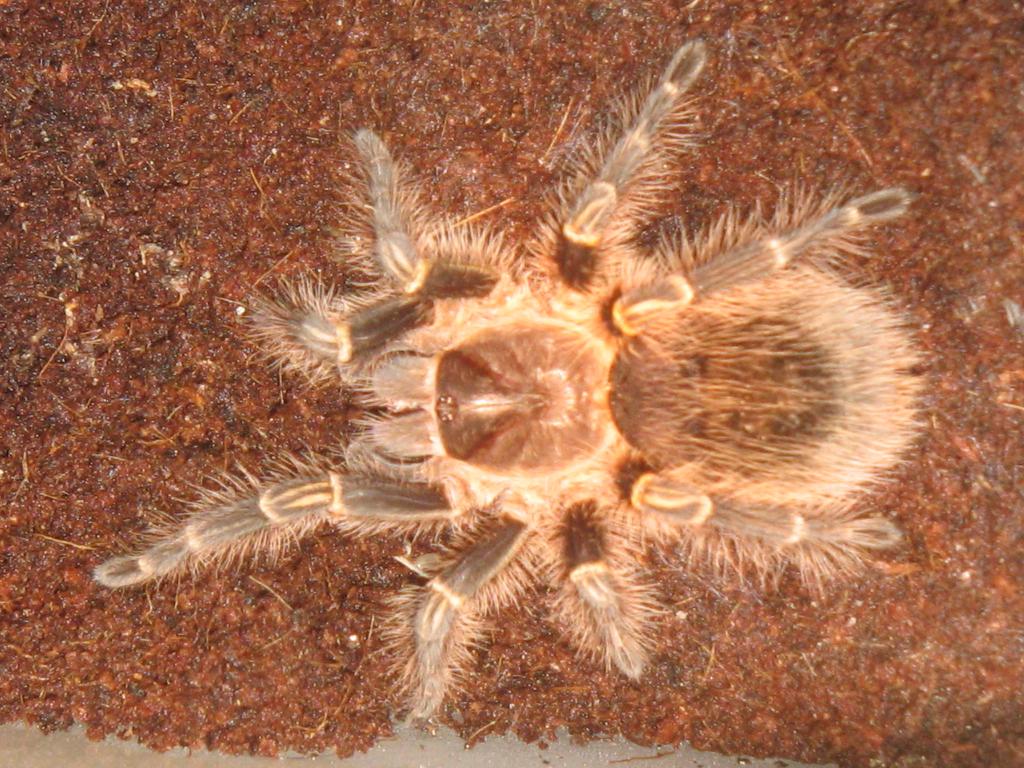 Grammostola Aureostriata