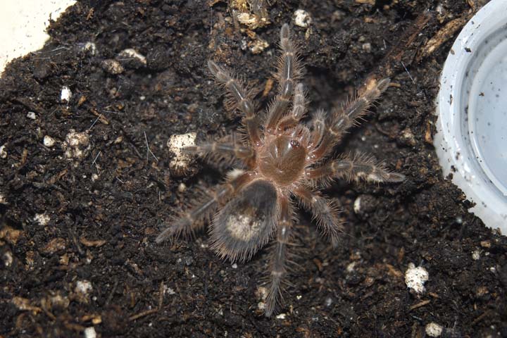 Grammostola aureostriata