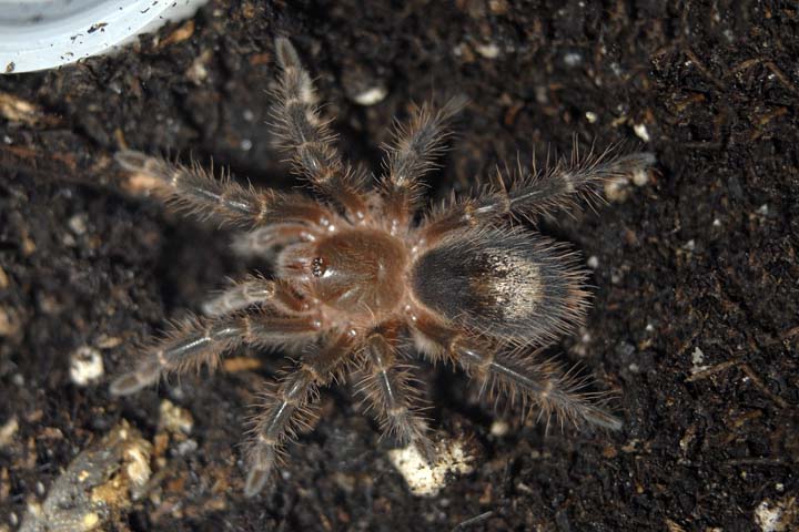 Grammostola aureostriata