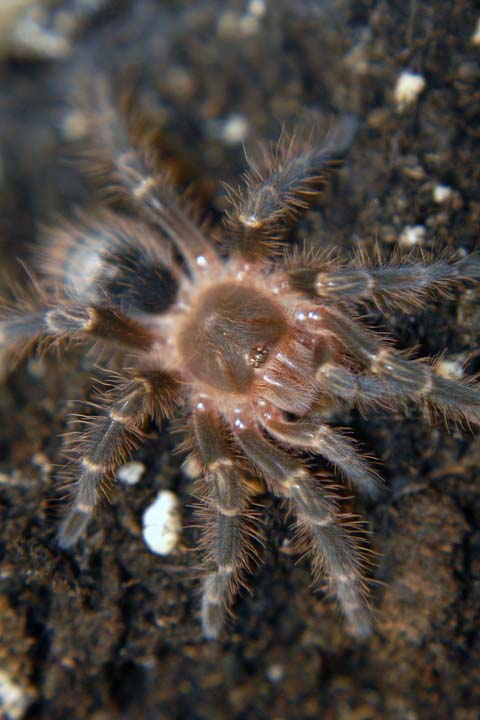 Grammostola aureostriata