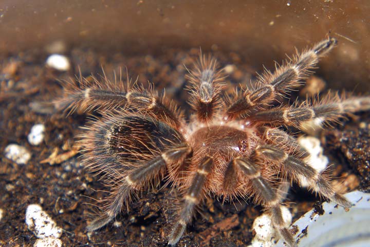 Grammostola aureostriata