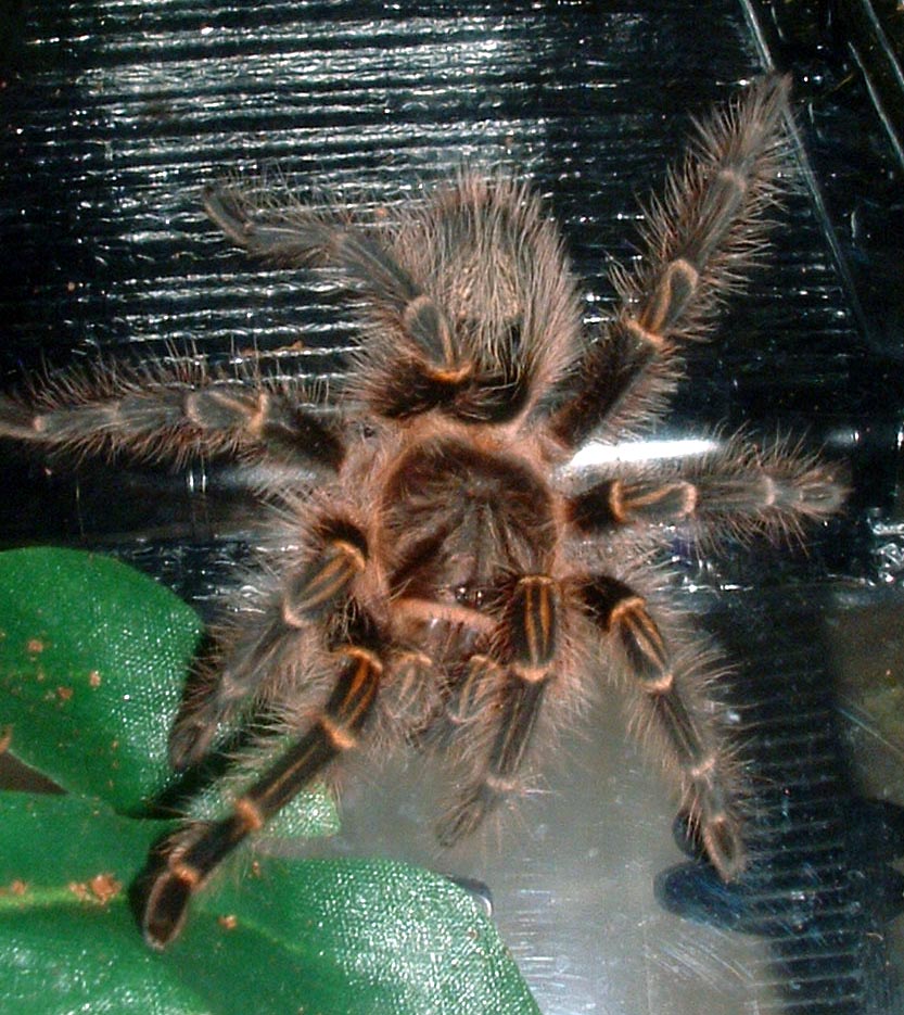 Grammostola aureostriata