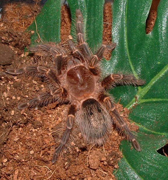 Grammostola aureostriata