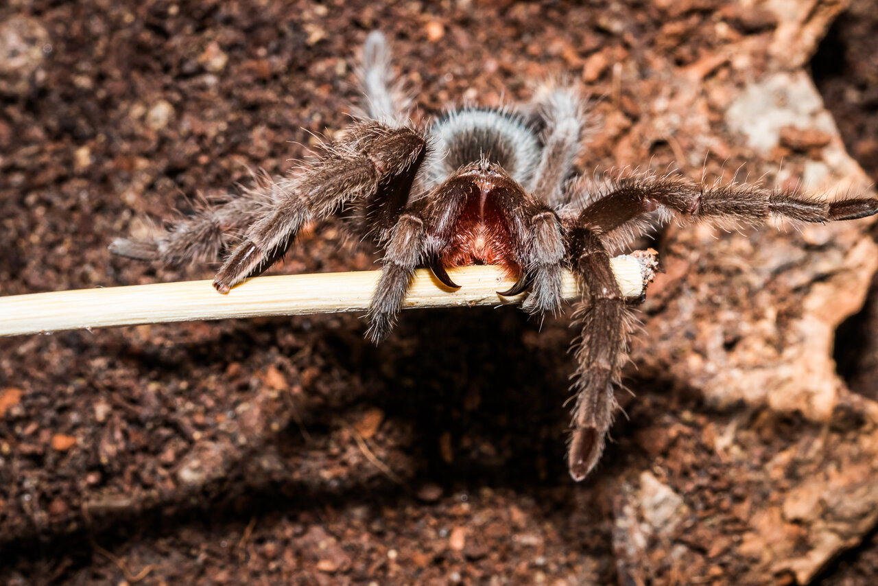 Grammostola cf. pulchra