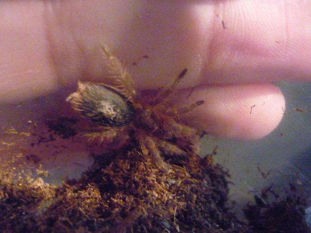 Grammostola Chalcotrix Spiderling