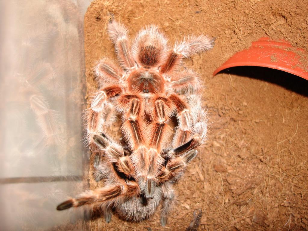 grammostola concepcion mating