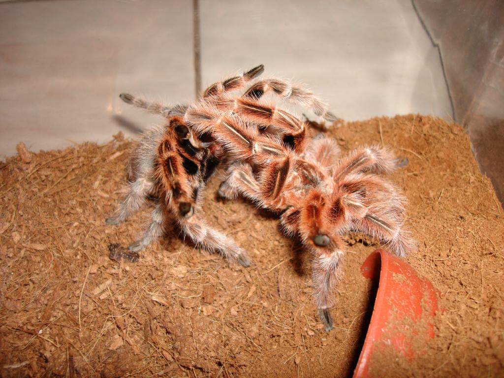 grammostola concepcion mating