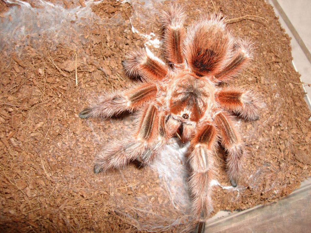 grammostola concepcion mm