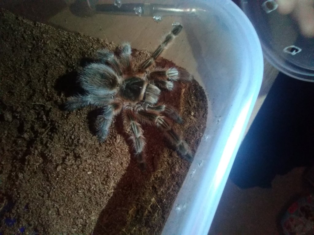 Grammostola Concepcion