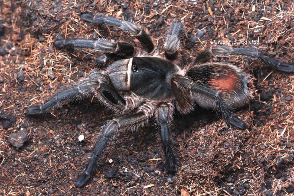 Grammostola doeringi.