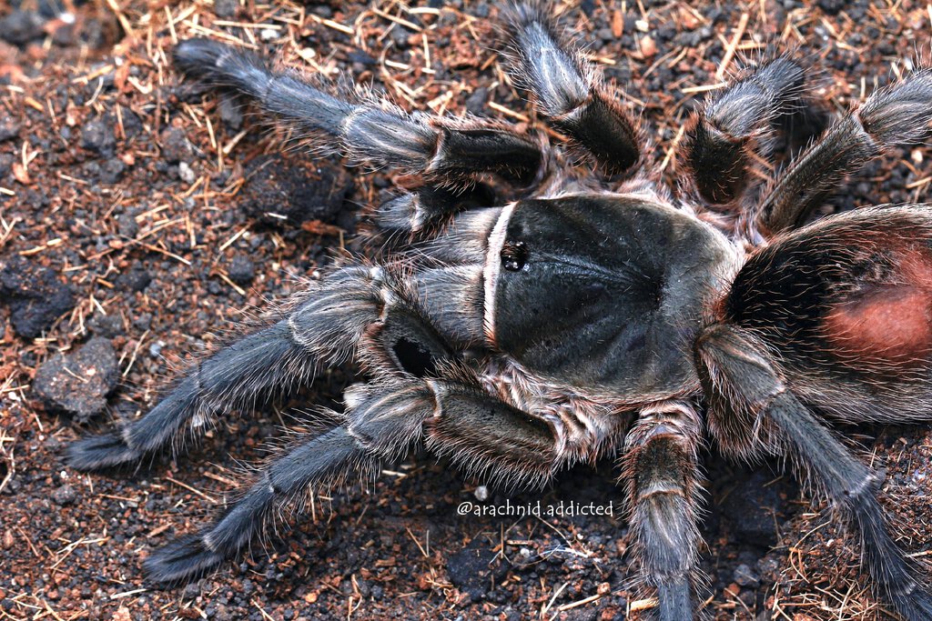 Grammostola doeringi.