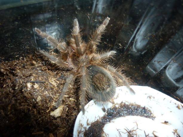 Grammostola Gossei Spiderling