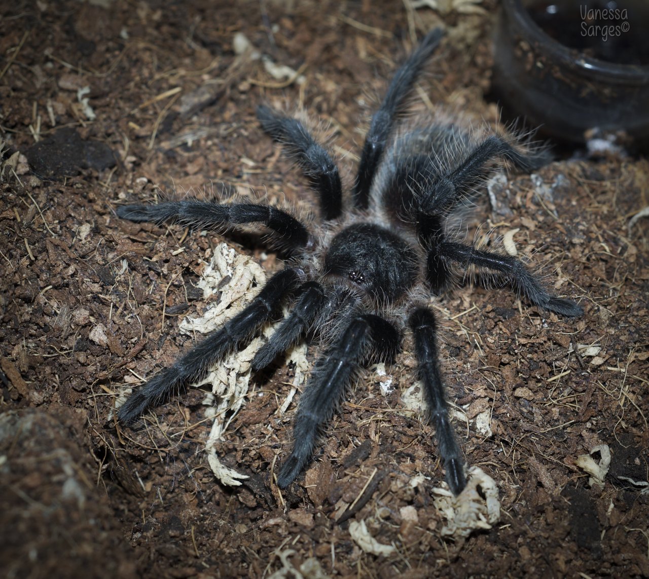 Grammostola grossa Juvenile Female