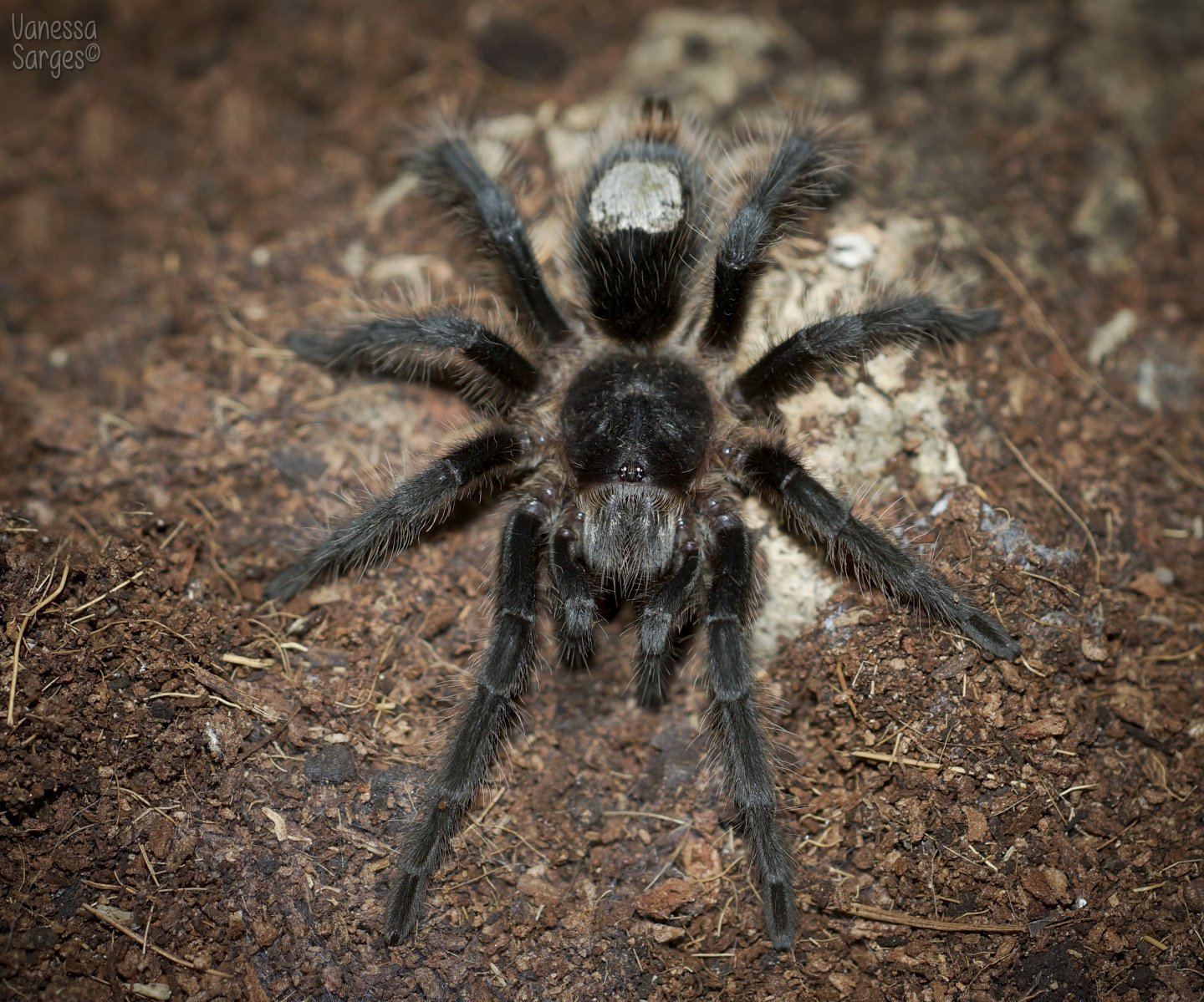 Grammostola grossa Juvenile Male - ~2.5"