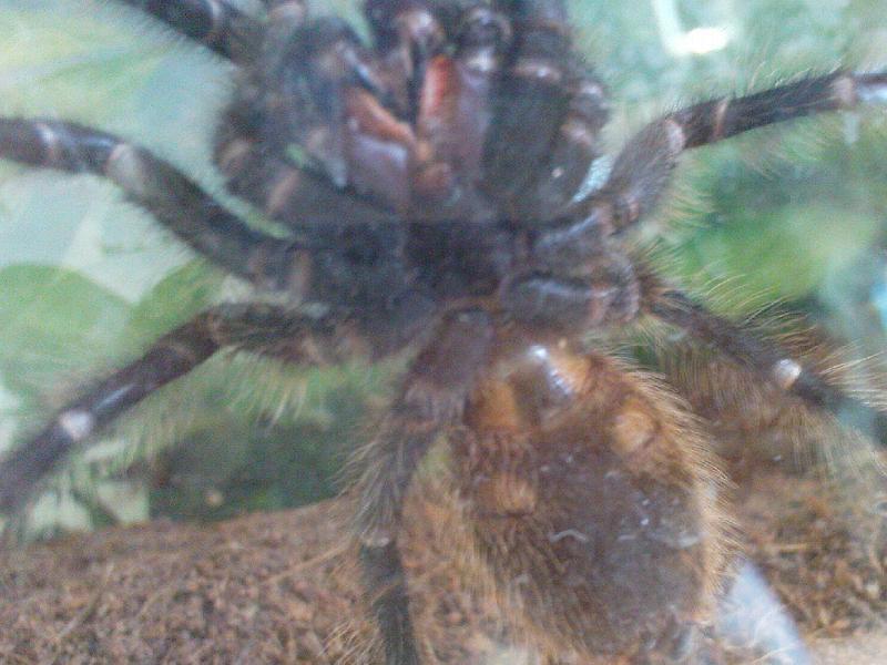 Grammostola grossa male?