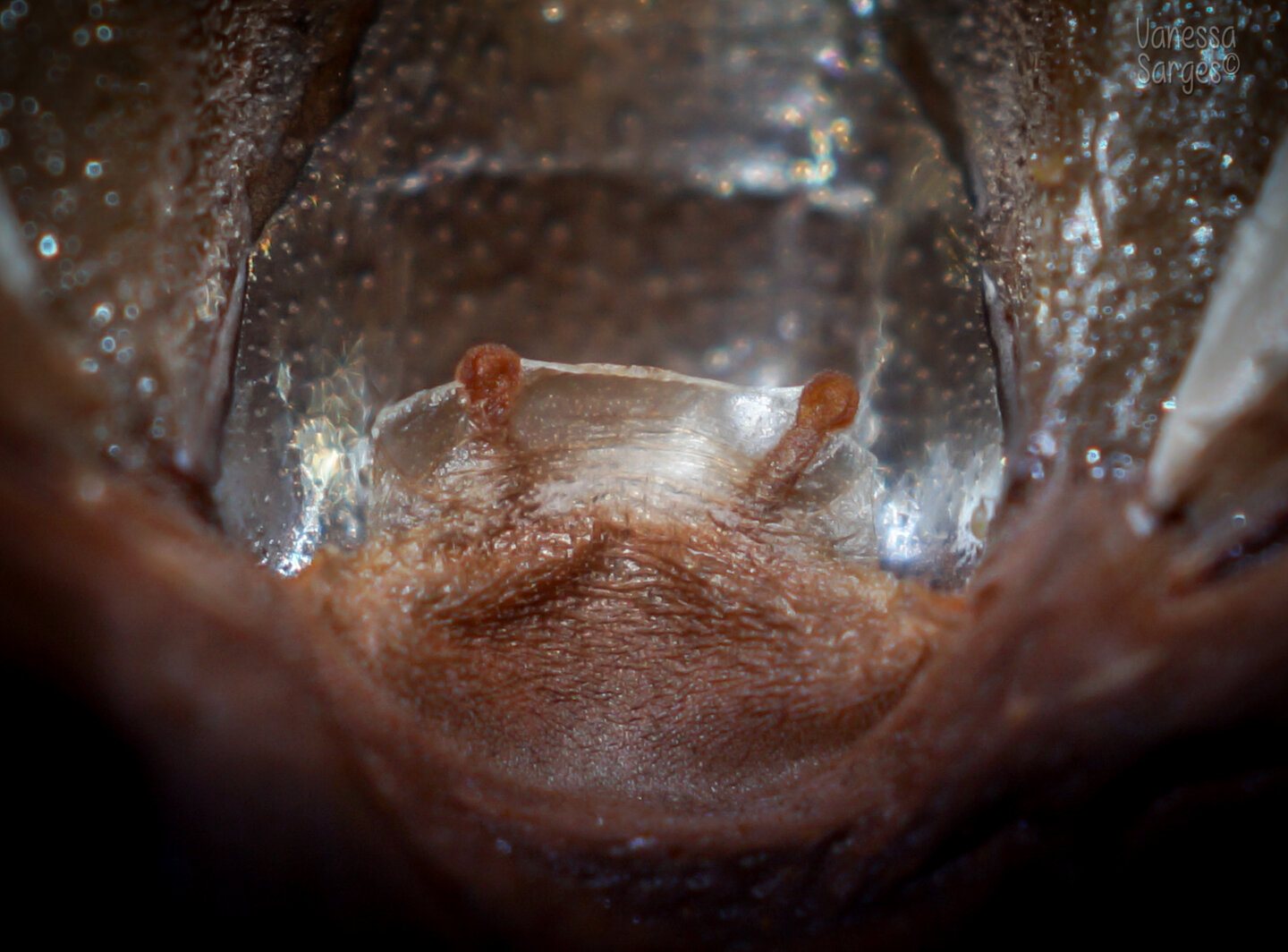 Grammostola grossa Mature Female - ~5"