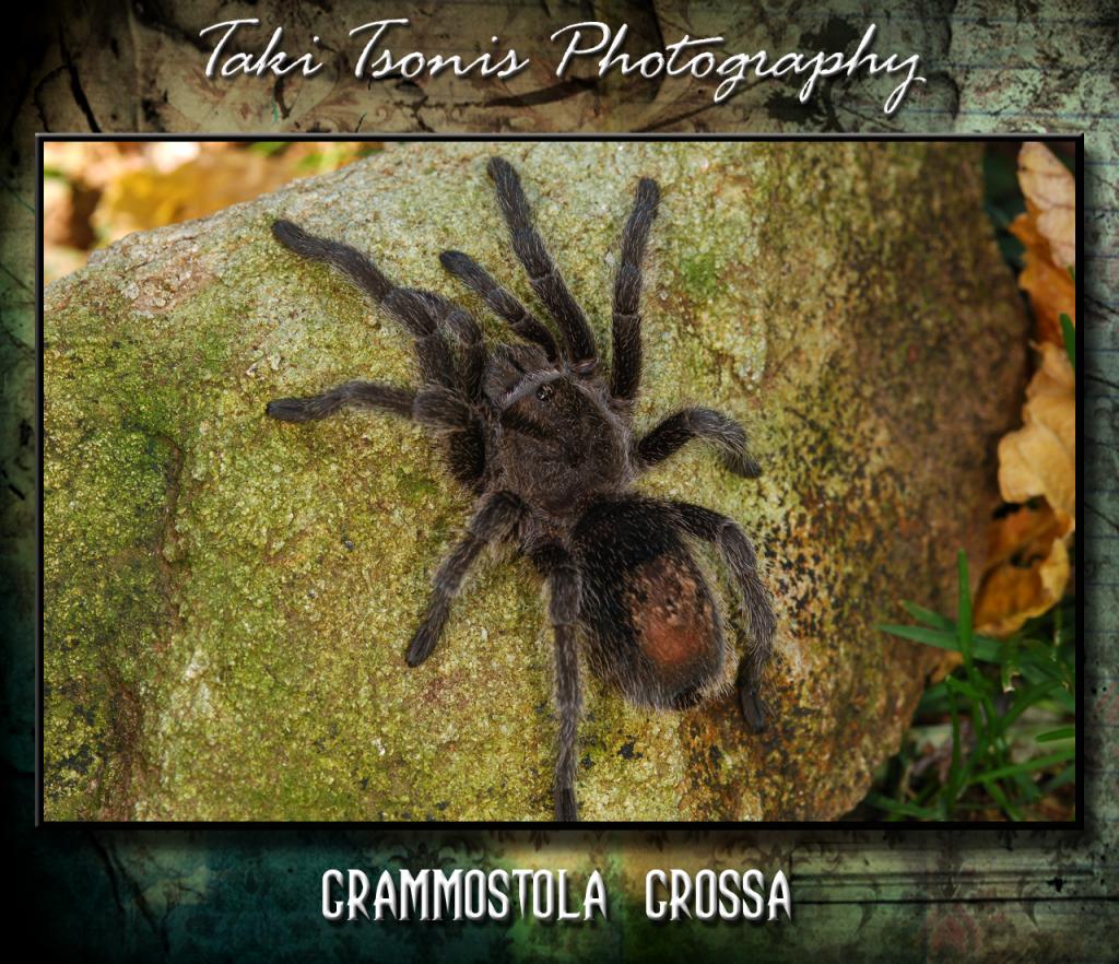 Grammostola Grossa Or Formosa?