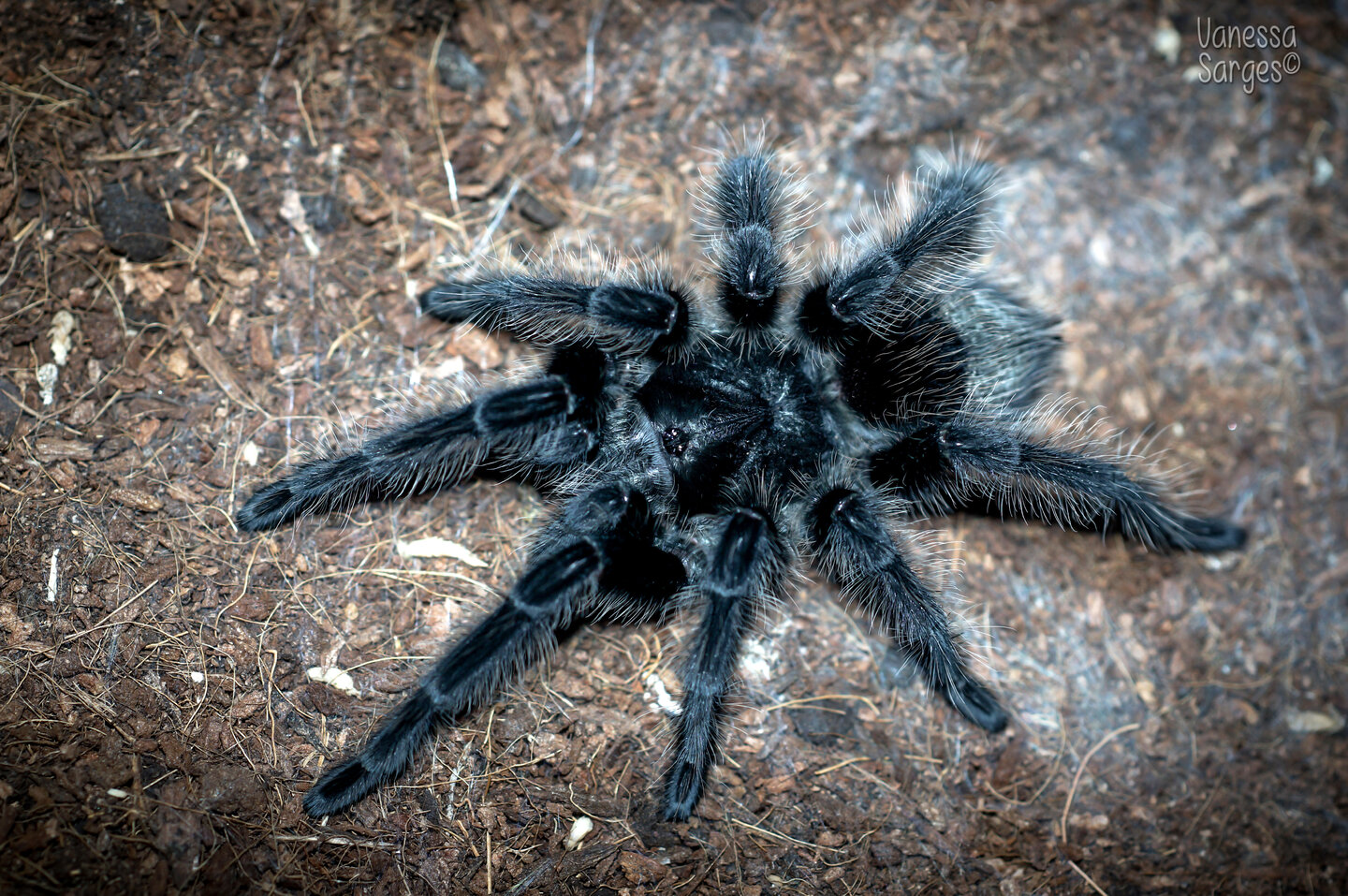 Grammostola grossa Sub-Adult Female