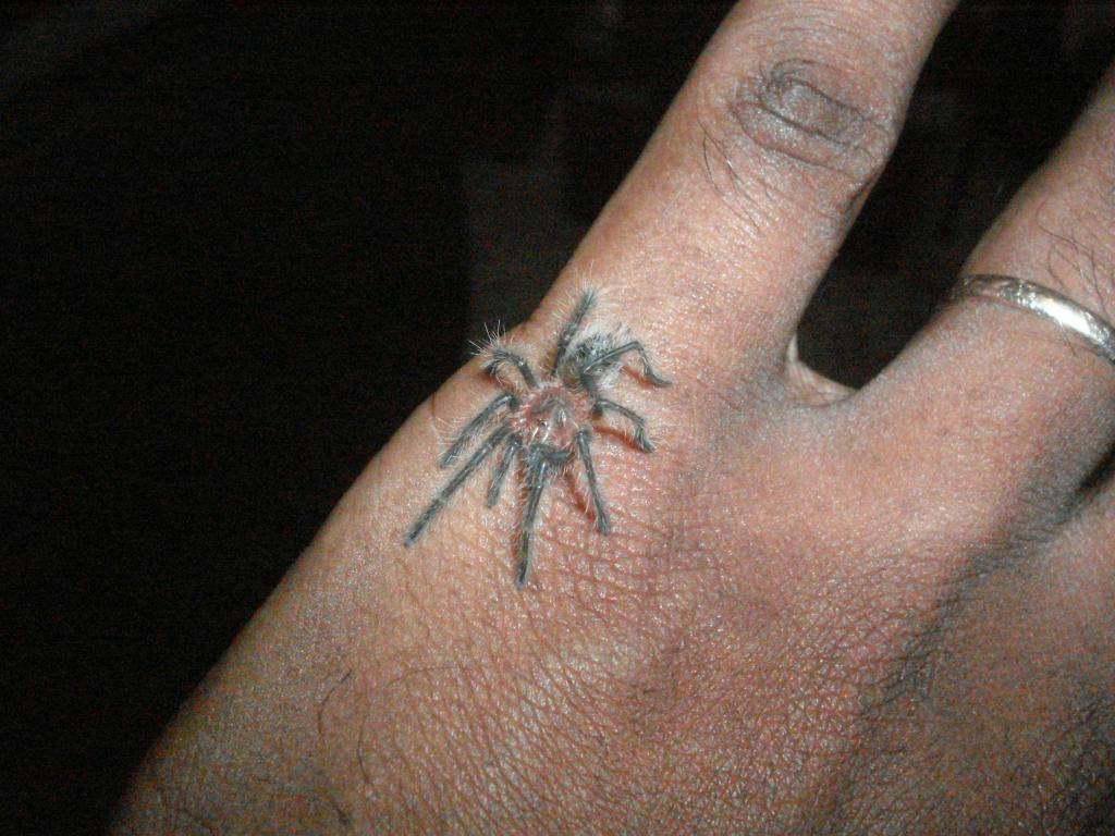 Grammostola grossa